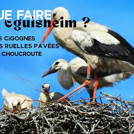 L'authentique Bleuet D'alsace Appartement *